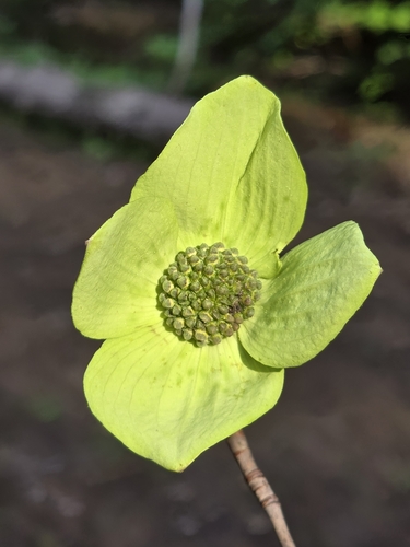 Cornus nuttallii (western dogwood, Pacific dogwood) (alternate view 4)