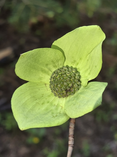 Cornus nuttallii (western dogwood, Pacific dogwood) (alternate view 5)