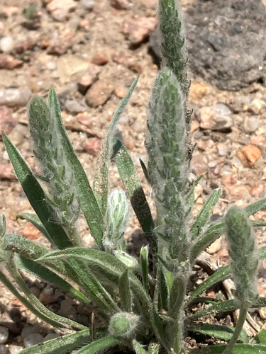 Plantago patagonica (alternate view 10)