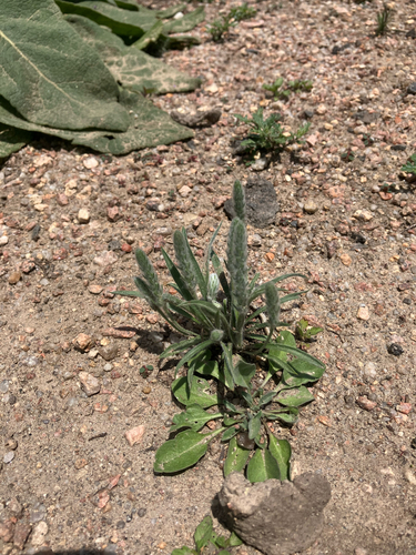 Plantago patagonica (alternate view 9)