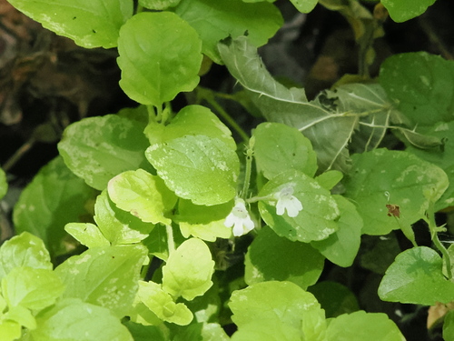 Clinopodium douglasii (Yerba Buena) (alternate view 2)