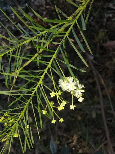 Acacia linifolia (Flax-leaved Wattle)