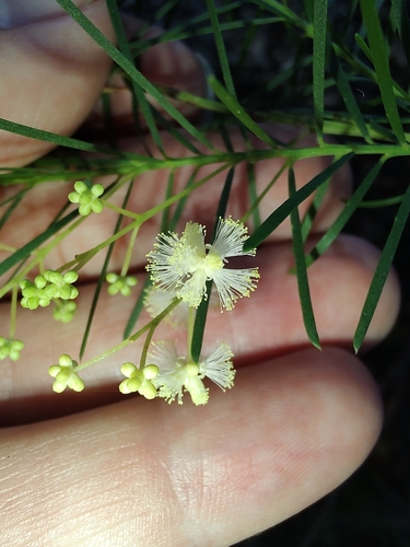 Acacia linifolia (Flax-leaved Wattle) (alternate view 2)