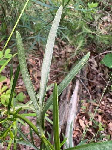 Coreopsis palmata (Stiff Tickseed)