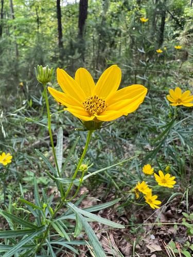 Coreopsis palmata (Stiff Tickseed)