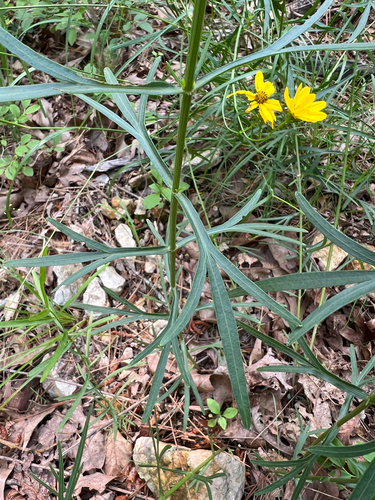 Coreopsis palmata (Stiff Tickseed)