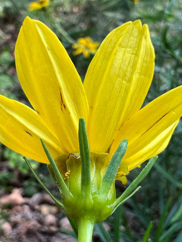 Coreopsis palmata (Stiff Tickseed)