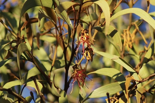 Amyema pendula (drooping mistletoe)