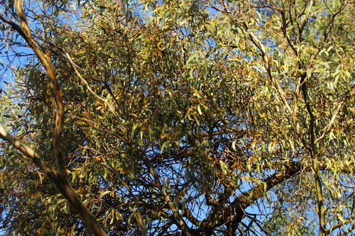 Amyema pendula (drooping mistletoe) (alternate view 2)