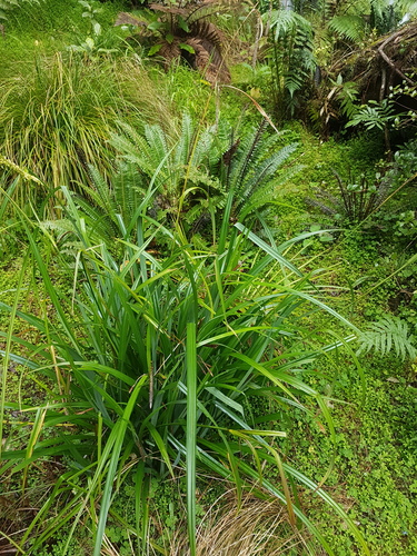 Carex pendula (Hanging sedge)