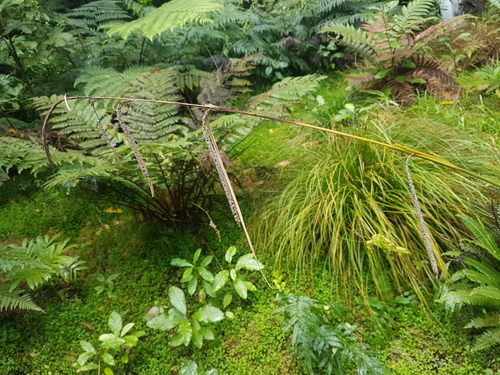 Carex pendula (Hanging sedge)