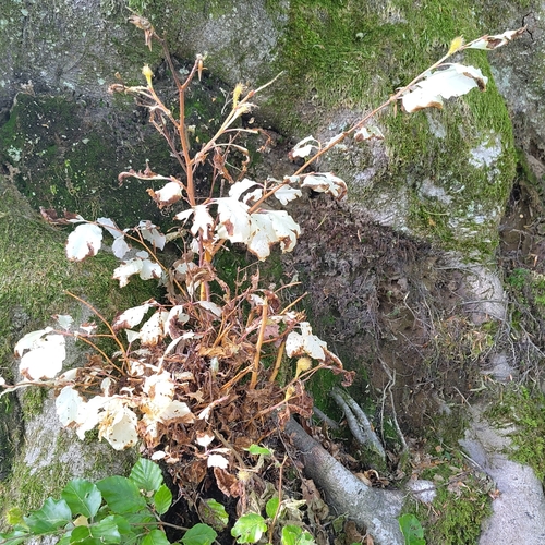 Fagus sylvatica (European beech) (alternate view 13)