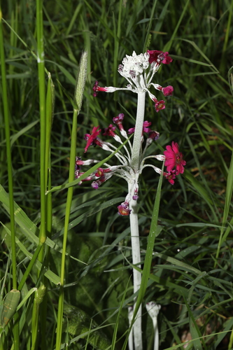Primula pulverulenta (alternate view 6)