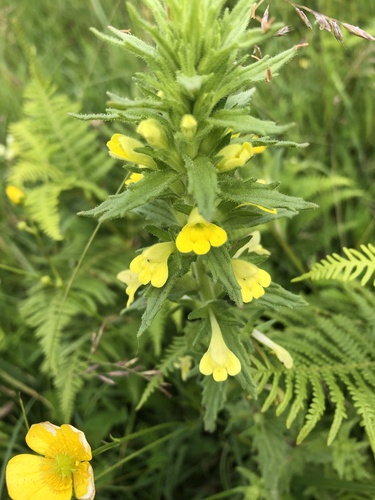 Bellardia viscosa (Yellow Glandweed) (alternate view 2)