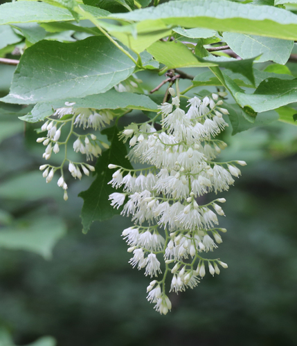 Pterostyrax