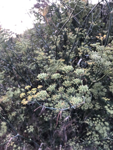 Foeniculum vulgare (Fennel) (alternate view 2)