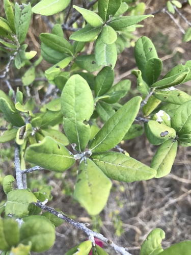 Diospyros texana (Texas Persimmon) (alternate view 6)