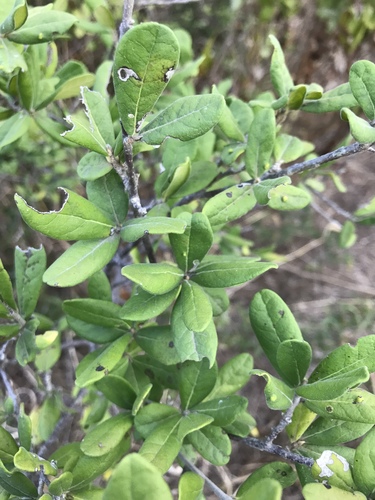 Diospyros texana (Texas Persimmon) (alternate view 7)