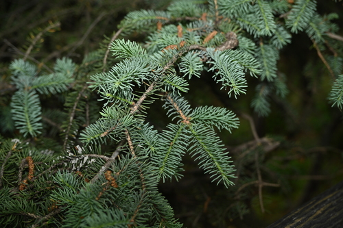 Picea meyeri (Meyer Spruce) (alternate view 3)