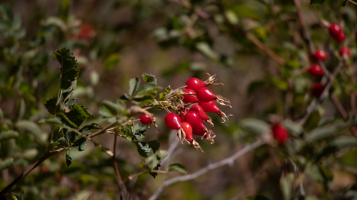 Rosa californica (California Wild Rose) (alternate view 9)