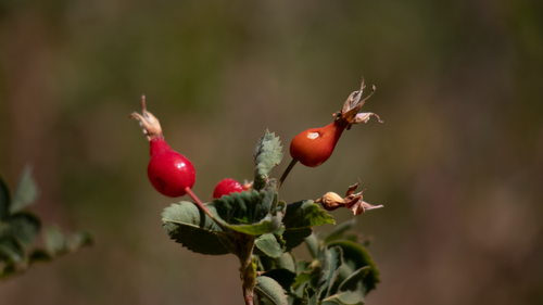 Rosa californica (California Wild Rose) (alternate view 10)