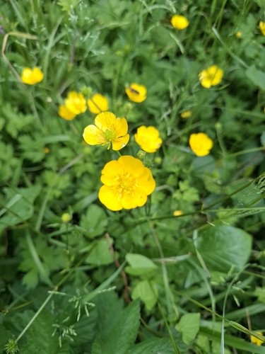 Ranunculus repens (creeping buttercup)