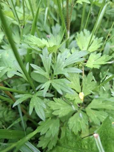 Ranunculus repens (creeping buttercup)