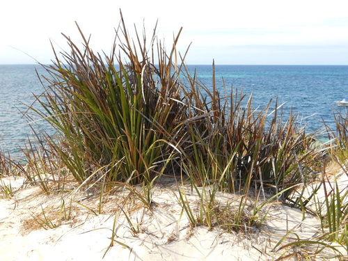 Lepidosperma gladiatum (Coast Sword-sedge)