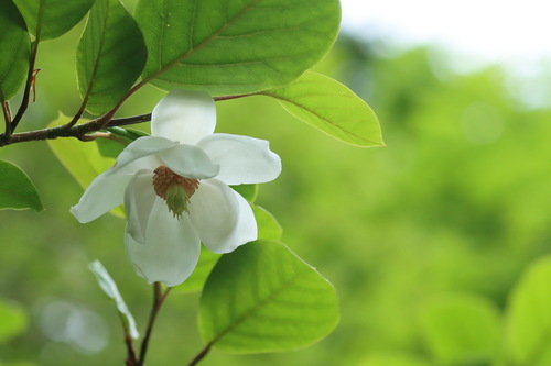 Magnolia sieboldii (Oyama magnolia) (alternate view 4)