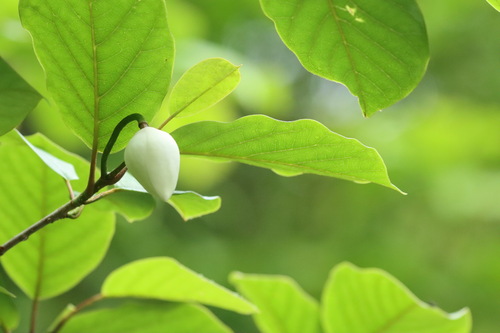 Magnolia sieboldii (Oyama magnolia) (alternate view 3)