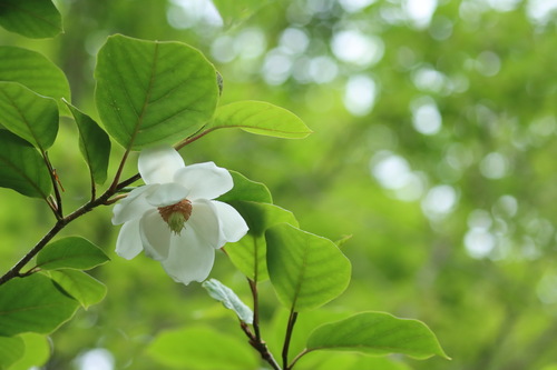 Magnolia sieboldii (Oyama magnolia) (alternate view 2)
