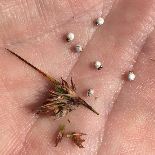 Scleria (nutrushes) (alternate view 5)