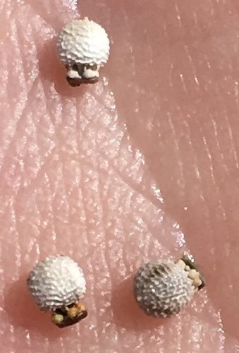 Scleria (nutrushes) (alternate view 6)