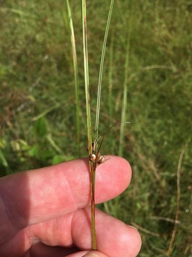 Scleria (nutrushes) (alternate view 7)