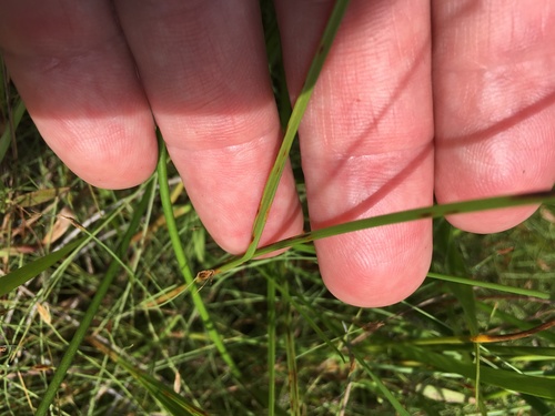 Scleria (nutrushes) (alternate view 9)