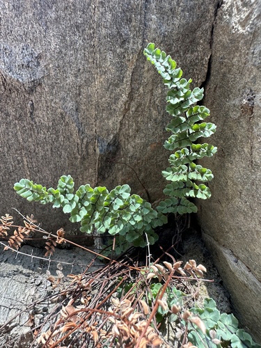 Pellaea mucronata (bird's foot cliffbrake) (alternate view 3)