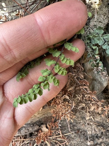 Pellaea mucronata (bird's foot cliffbrake) (alternate view 4)