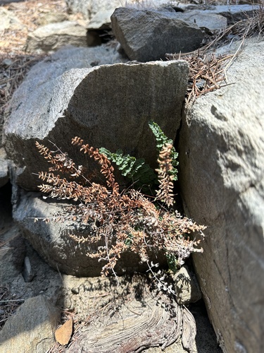 Pellaea mucronata (bird's foot cliffbrake) (alternate view 5)