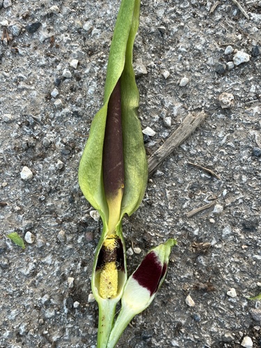 Arum (arum lilies) (alternate view 2)