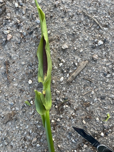 Arum (arum lilies) (alternate view 3)