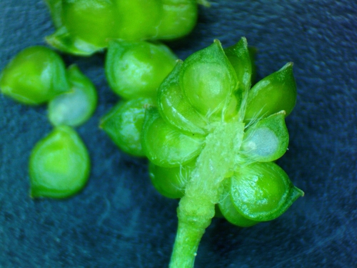 Ranunculus sardous (hairy buttercup) (alternate view 8)