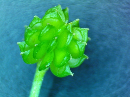 Ranunculus sardous (hairy buttercup) (alternate view 10)