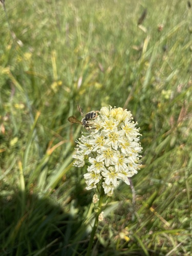 Toxicoscordion venenosum (Meadow Deathcamas) (alternate view 3)