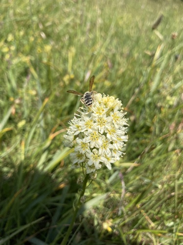 Toxicoscordion venenosum (Meadow Deathcamas) (alternate view 4)