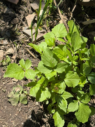 Valeriana sitchensis (Sitka valerian) (alternate view 7)