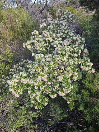 Pomaderris (alternate view 7)