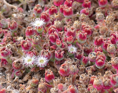 Mesembryanthemum crystallinum (Crystalline ice plant) (alternate view 6)