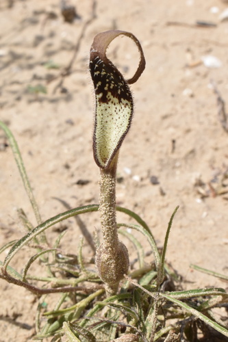 Aristolochia (pipevines and birthworts) (alternate view 9)