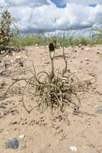 Aristolochia (pipevines and birthworts) (alternate view 10)