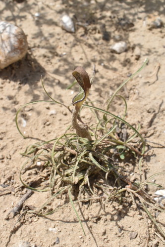 Aristolochia (pipevines and birthworts) (alternate view 11)